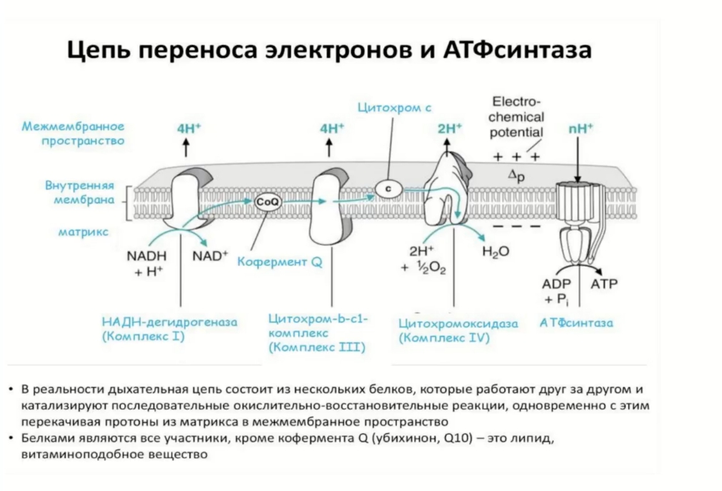 Митохондриальная теория старения презентация